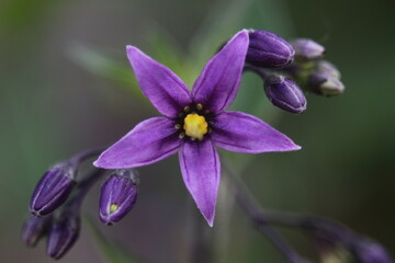 bittersweet nightshade