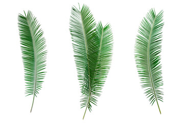 Collection of Green leaves palm isolated on white