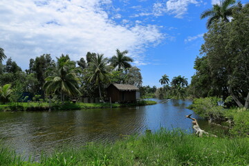 Playa Larga, Bay of Pigs, Matanzas region. There are crocodile farms around. Cuba.
