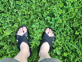 Legs in sandals stand on the green grass of a not mowed meadow with clover, with copy space
