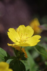 Oenothera fruticosa, yellow flower