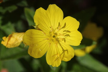 Oenothera fruticosa, yellow flower