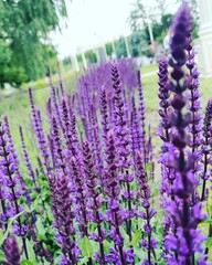 Obraz premium lavender field in provence