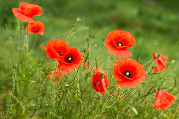 Fototapeta premium Red Poppy Flowers on a green meadow. Blooming Poppies on a Spring Field