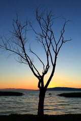 A lone tree at sunset. The charming atmosphere of the sunset on the shore of the lake with autumn colors.