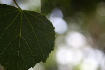 leaves and the background bokeh
