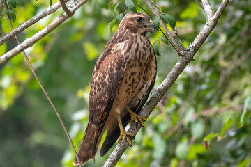Red shouldered hawk
