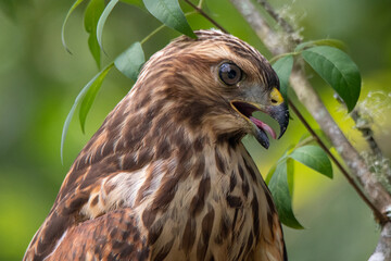 Red shouldered hawk