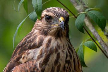 Red shouldered hawk