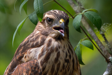 Red shouldered hawk