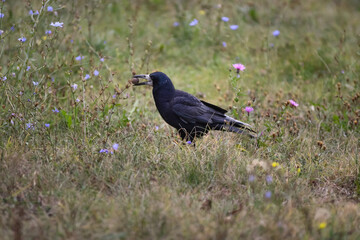 A crow with a walnut in the beak