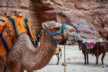 Camel resting near the ancient temple in Petra, Jordan