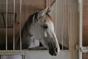 A horse at a horse farm, caring from the barn window.