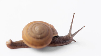 Snail on a beautiful white background