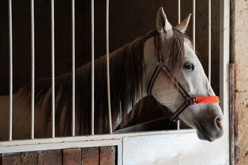 A horse at a horse farm, caring from the barn window.