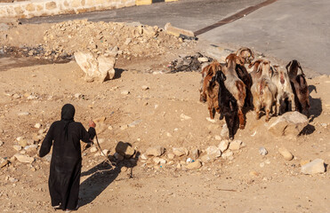 Female shepherd with a herd of goats in Jordan  - obrazy, fototapety, plakaty