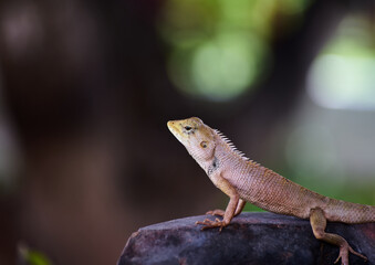 Close-up view of the brown lizard