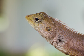 Close-up view of the brown lizard