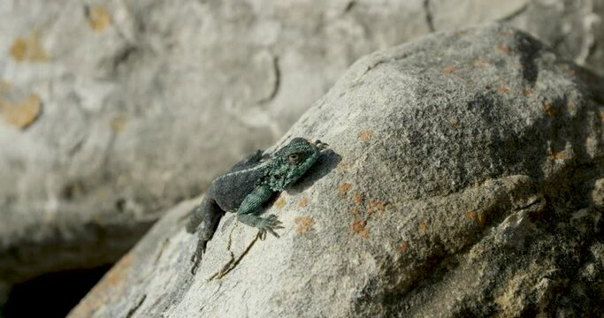 big l&eacute;zard chilling on the rocks