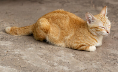 Close-up Portrait of Red White cat  on background