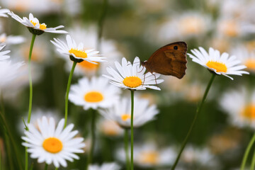 A butterfly (moth) sits on a white Chamomile flower. Chamomiles close-up on a green background with a copy of the space. Chamomile flower field.
