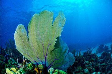 Naklejka na ściany i meble Coral Reef with Bahama Sea Fan and Sunlight in the back