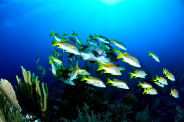School of French Grunt in the Bahamas