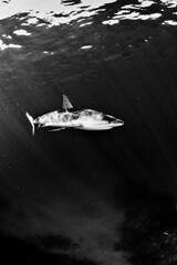Reef shark with sunbeams in black and white