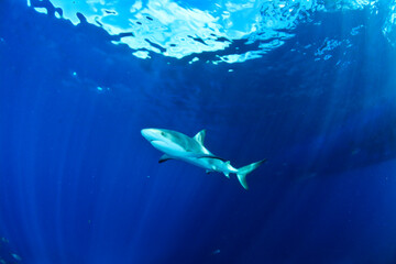 Reef shark swimming in the blue with sunlight in the back
