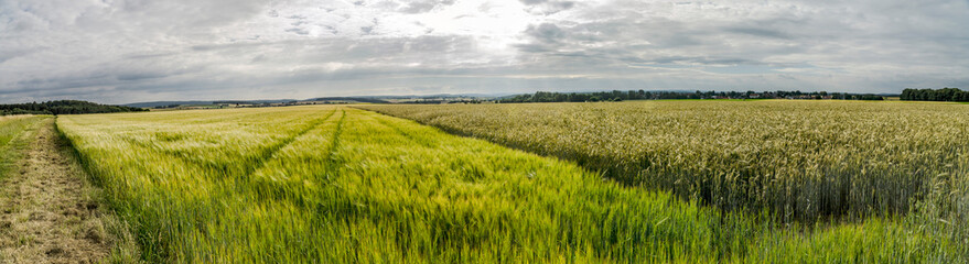 Fototapeta premium Panorama from a wheat field