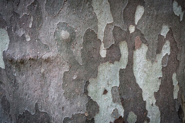 Close-up of gray sycamore tree bark