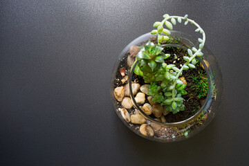 Miniature garden in clear glass terrarium with succulents and stones on the dark background