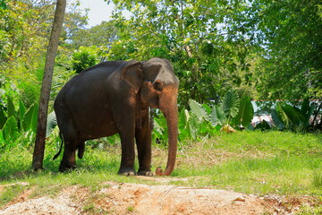 Obraz premium Sri Lanka elephants. Tourists can contact the elephants in this park. It's like giving them food or washing them in the river.