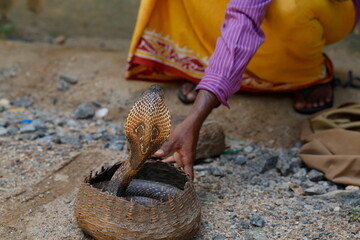 King Cobra with Snake charmer, Sri Lanka.