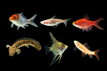Collection freshwater aquarium fish isolated on black background.