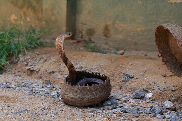 King Cobra with Snake charmer, Sri Lanka.