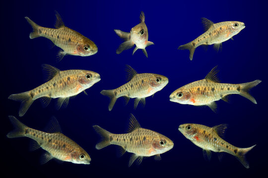 Collection of Puntius Banksi also known as Saddle Barb isolated on black blue