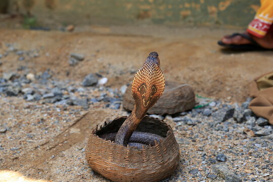 King Cobra with Snake charmer, Sri Lanka.