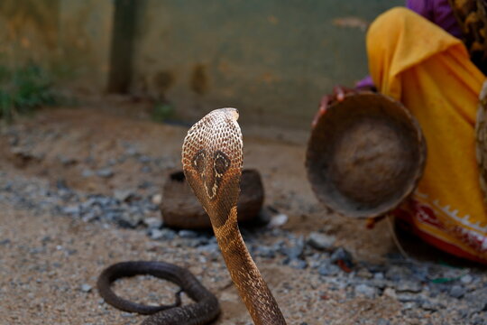 King Cobra With Snake Charmer, Sri Lanka.