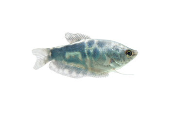 Opaline Gourami /Trichopodus trichopterus tropical aquarium fish 