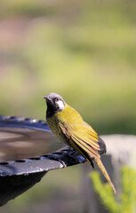 White-eared Honeyeater at birdbath, South Australia