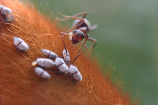 Hormiga con larvas 02
