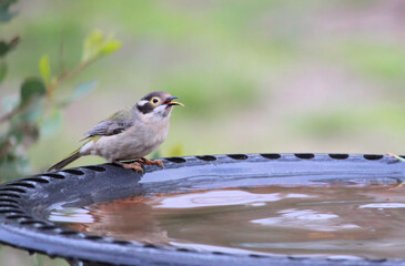 
Brown-headed Honeyeater (Melithreptus brevirostris) tongue extended. at birdbath, South Australia

