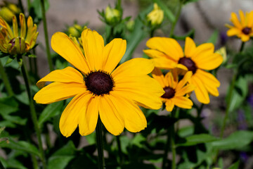 Close up view of sunny yellow black-eyed susan redubeckia flowers on a bright summer day