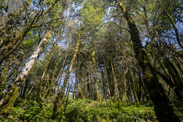 Obraz premium Looking up the trunk of a giant rainforest tree