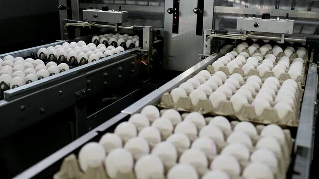 egg factory industry poultry conveyor production
