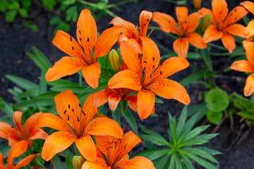 Close up view of vibrant orange asiatic lilies in an outdoor garden on a sunny day