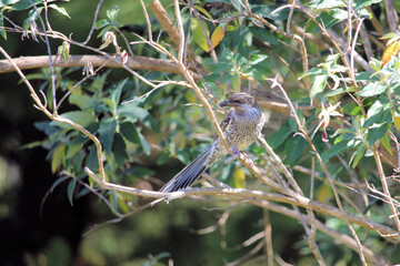 Little Wattlebird with beetle in beak, South Australia