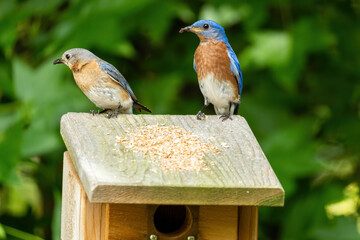 A Mated Pair of Eastern Bluebirds on a Birdhouse