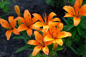 Close up view of vibrant orange asiatic lilies in an outdoor garden on a sunny day